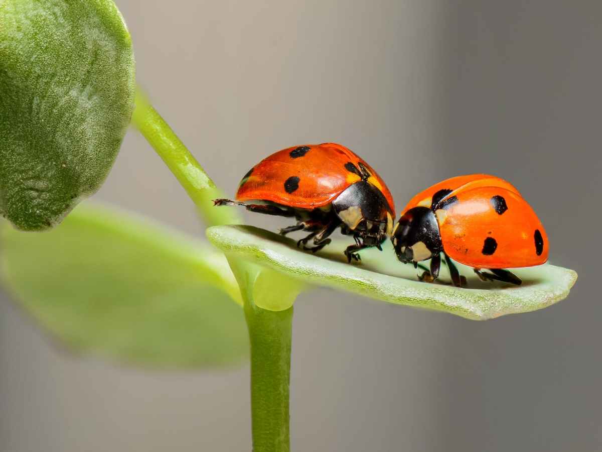 Biblical Insights: 7 Life Lessons from Ladybugs for Daily&nbsp;Living